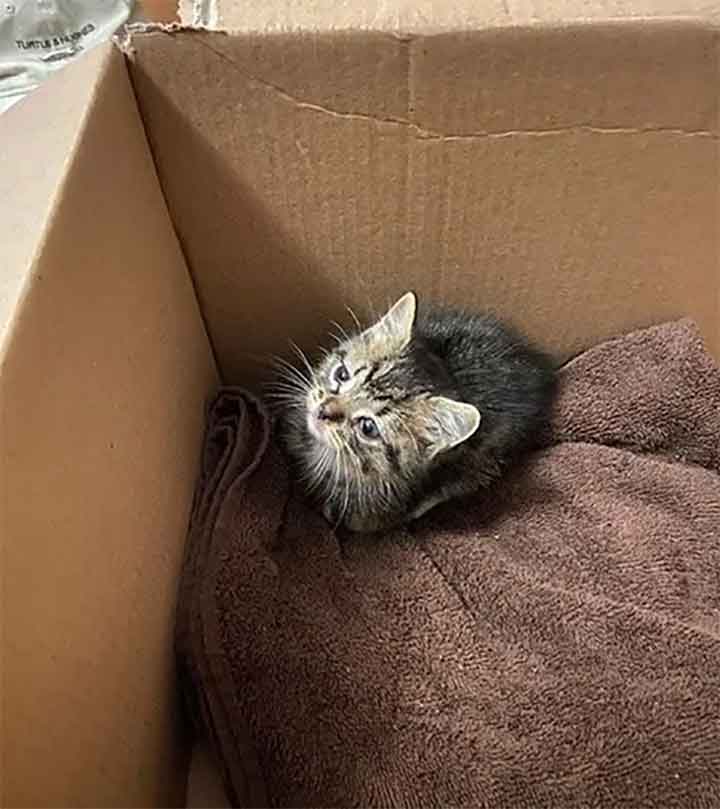 homeless kitten enters apartment turns home