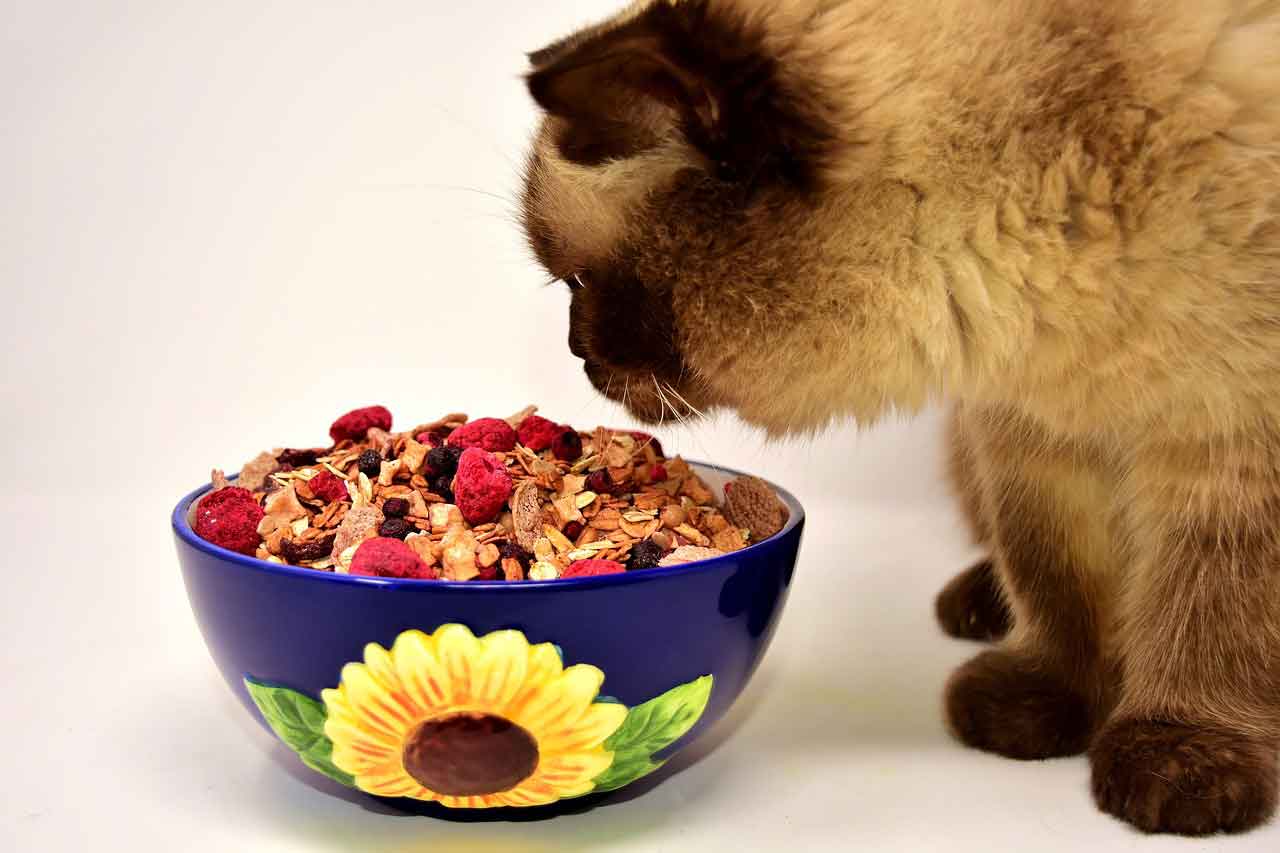 keep ready to use cat food