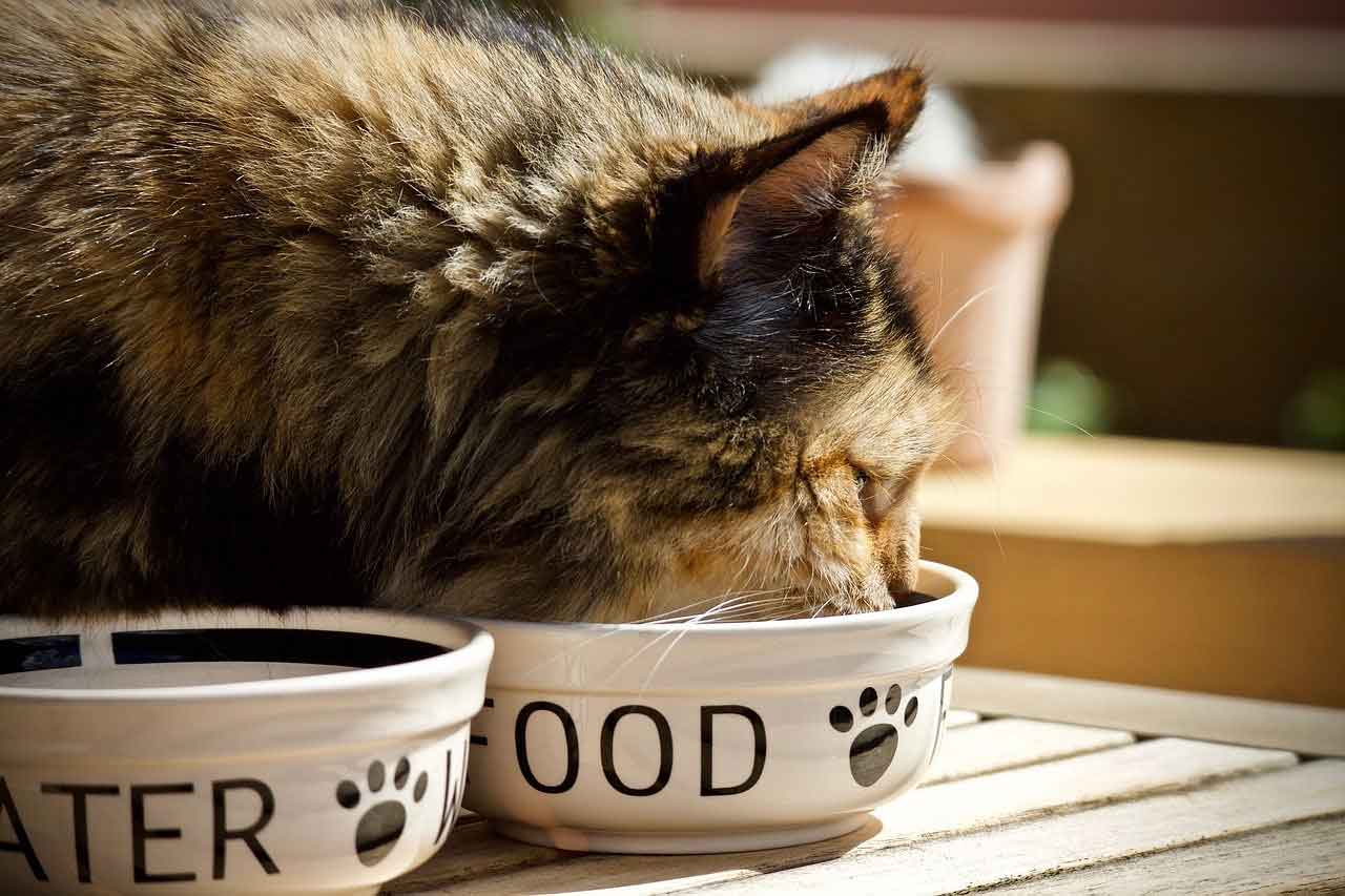 rules feeding cats