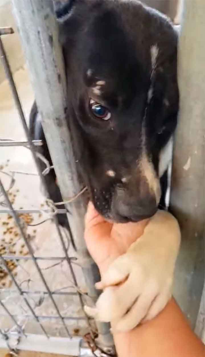 shelter dog take hand person pass