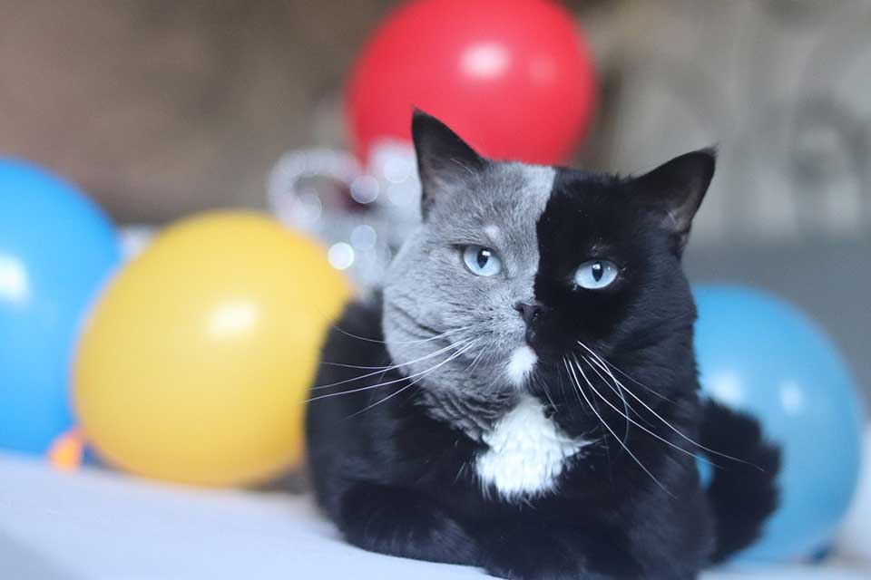 Cat with bicolor face