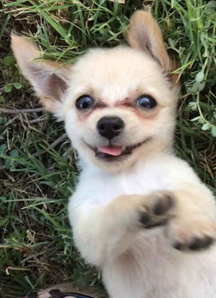 Chewy Chihuahua Puppy Left At Airport Heartbreaking Note 