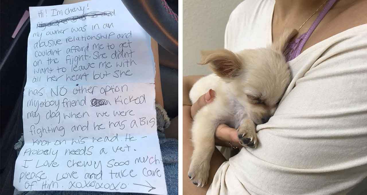 Chewy Chihuahua Puppy Left At Airport Heartbreaking Note