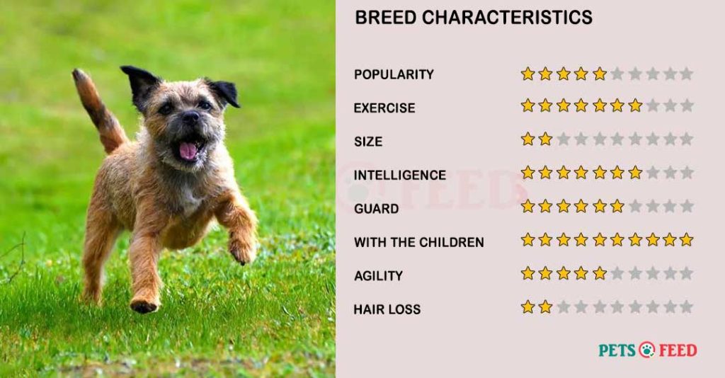 Dog-characteristics-Border-Terrier