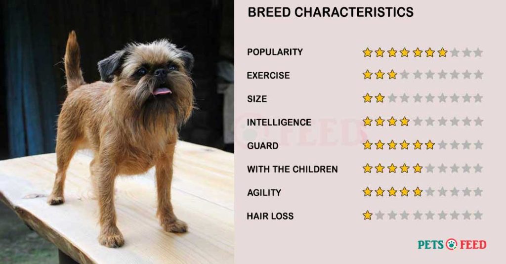 Dog-characteristics-Brussels-Griffon