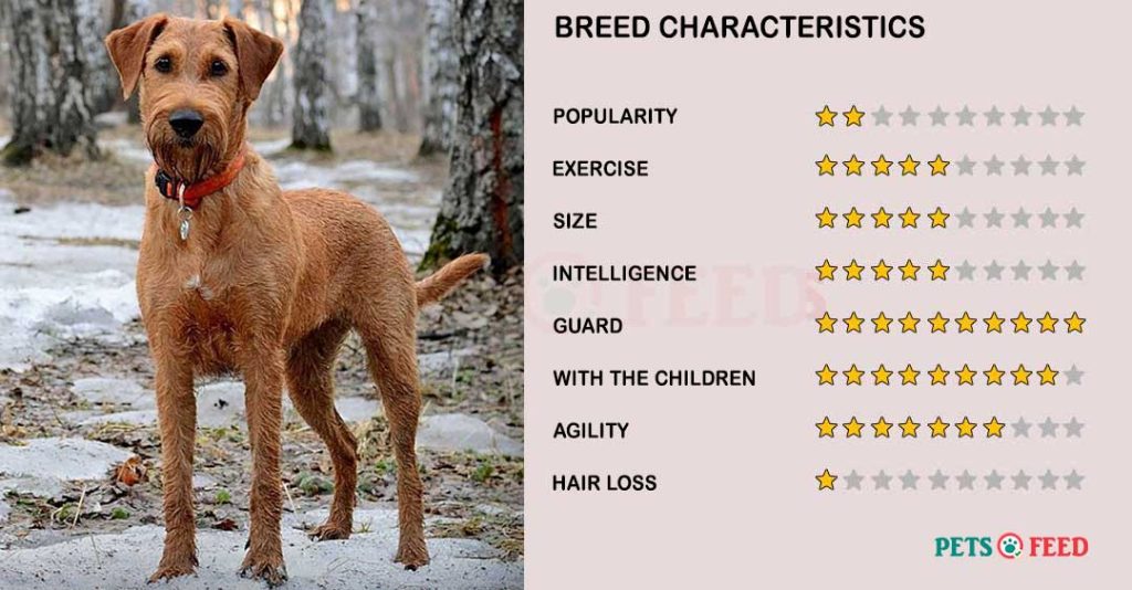 Dog-characteristics-Irish-Terrier