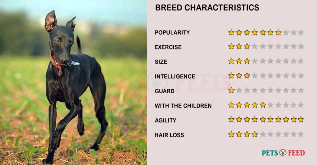 Dog-characteristics-Italian-Greyhound