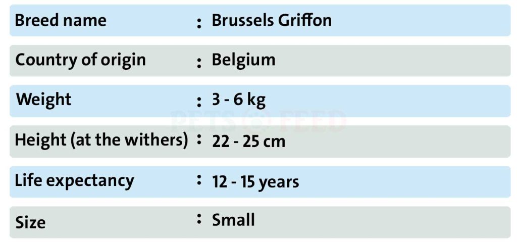 Dog-sheet-Brussels-Griffon