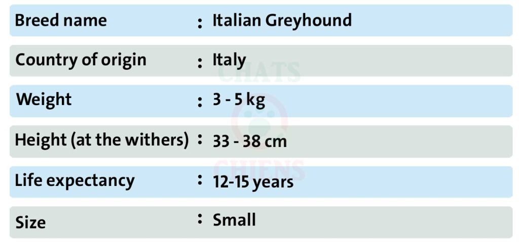 Dog sheet Italian Greyhound