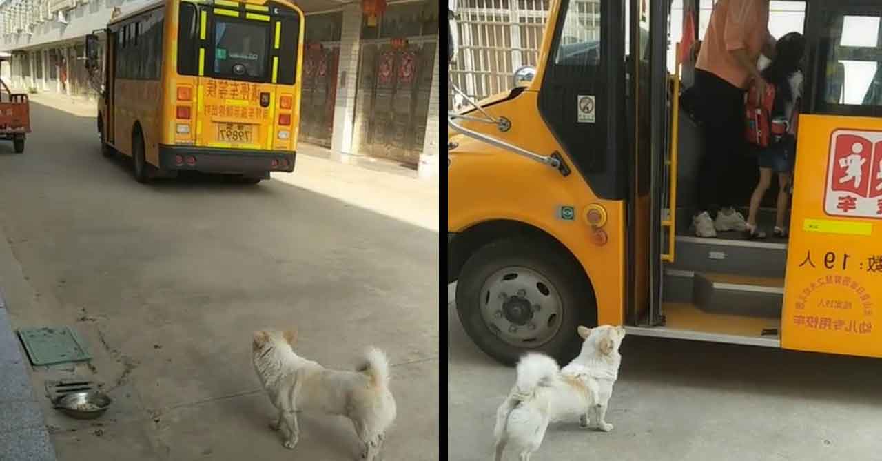 Faithful dog waiting young owner bus safe