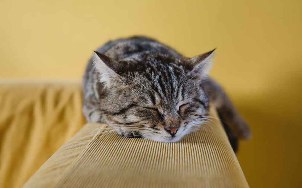 Fever In Cats Step By Step Guide On How To Lower It And Prevent It