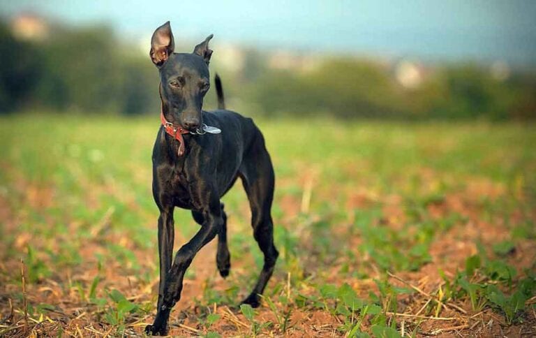 Italian Greyhound | Information & Dog Breed Facts | Pets Feed