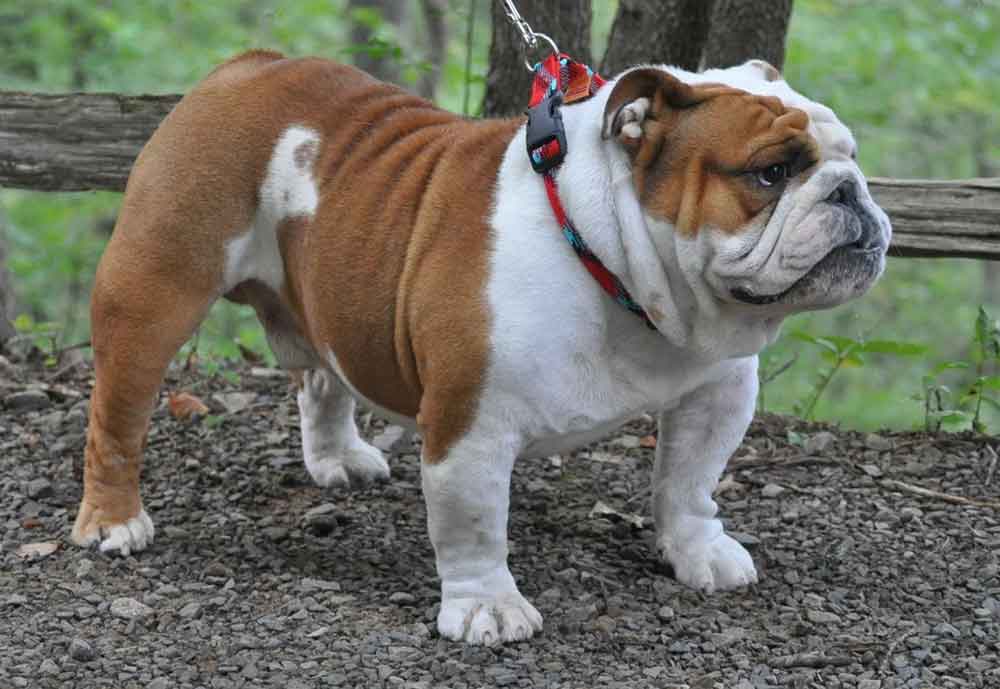 Most Popular Dog Breeds English Bulldog