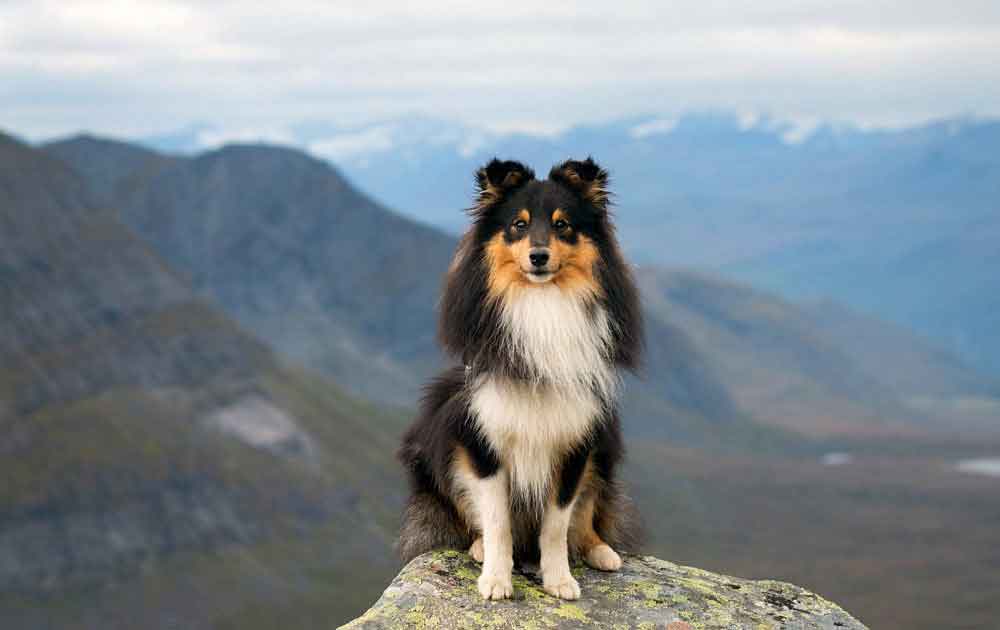 most obedient dog breeds Sheltie (Shetland Sheepdog)