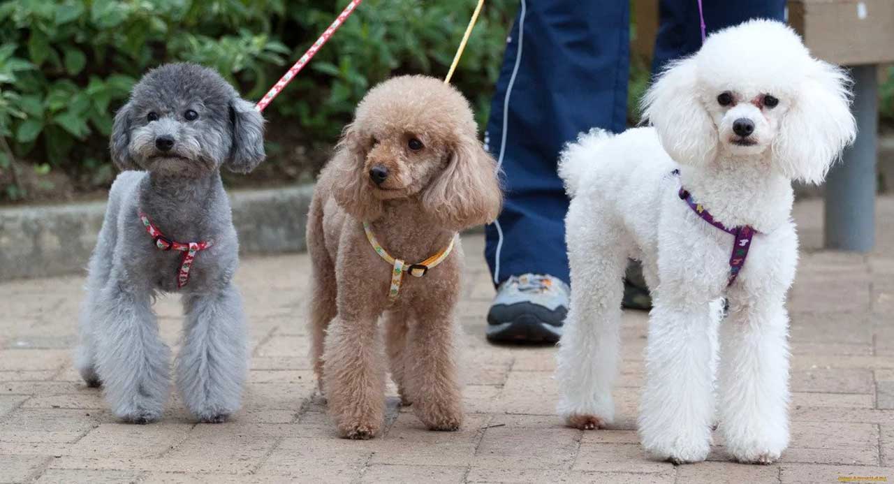 Top 10 Medium Sized Dog Breeds