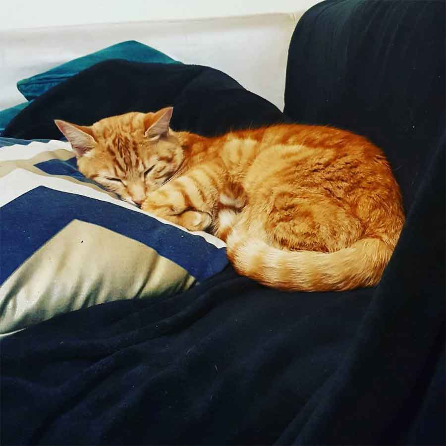 cat Tigger sneaks into neighbors house