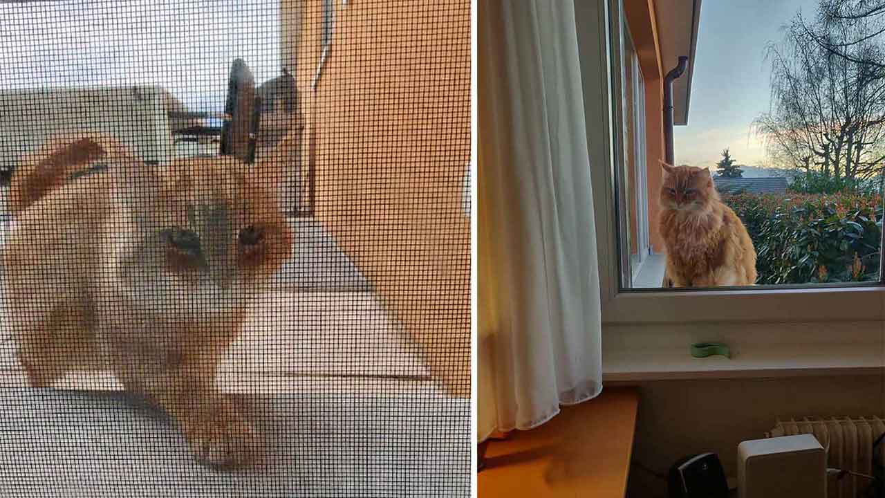 cat runs greets neighbors morning open blinds