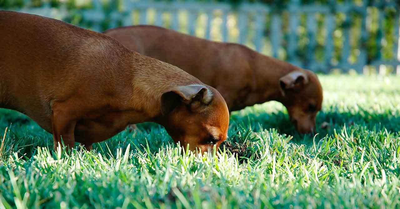 dog eats grass