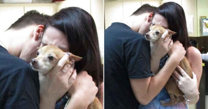 Alex dog reunites family after six years