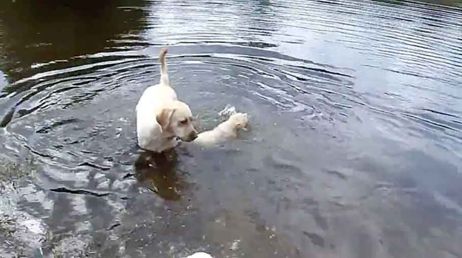 labrador dog mom teaching puppies how to swim