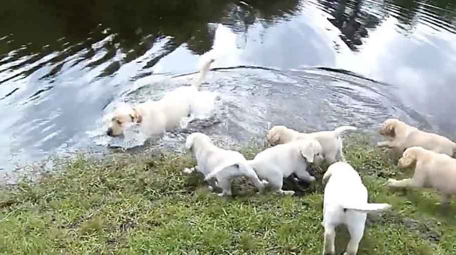 labrador dog mom teaching puppies how to swim