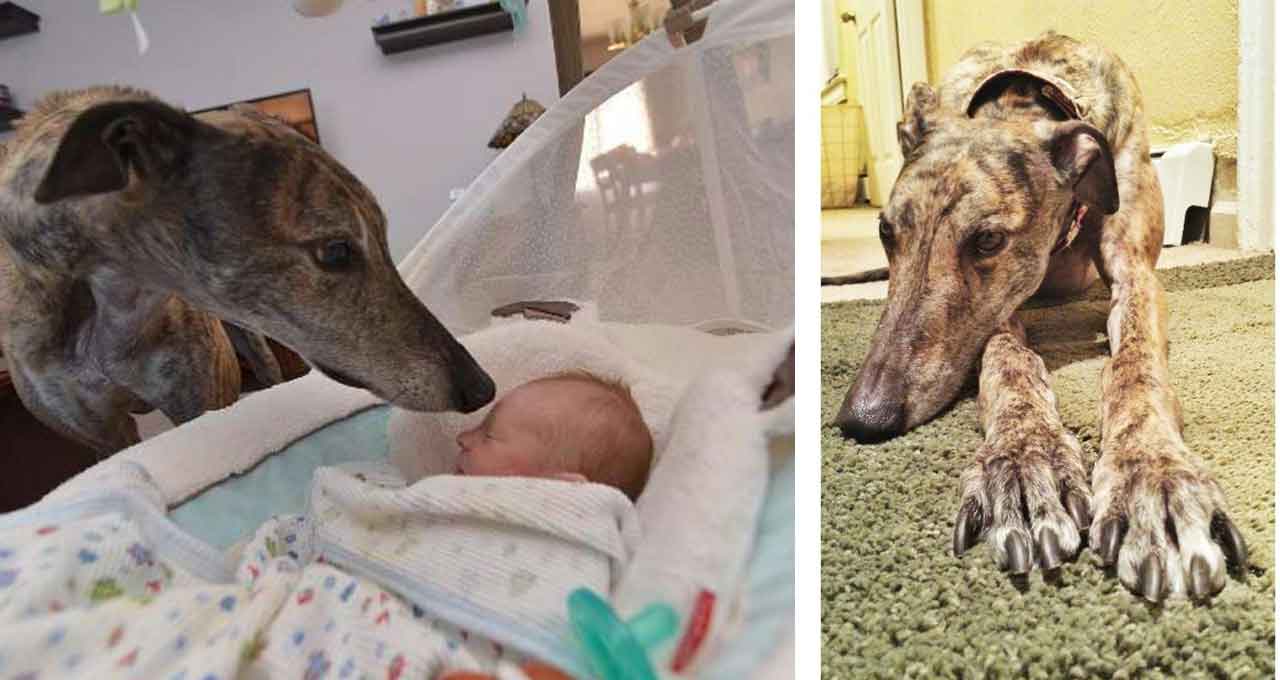 rescue greyhound dog baby brother