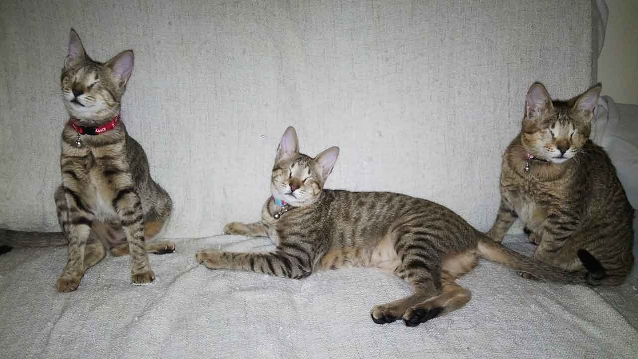 woman adopted three blind cats