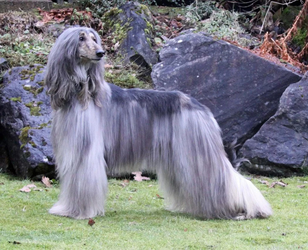 Afghan Hound facts