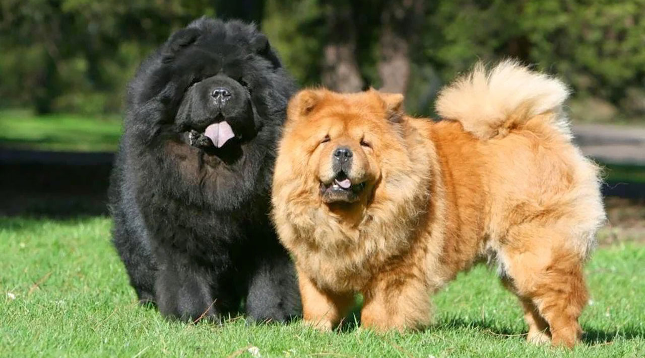 Chow Chow Problems