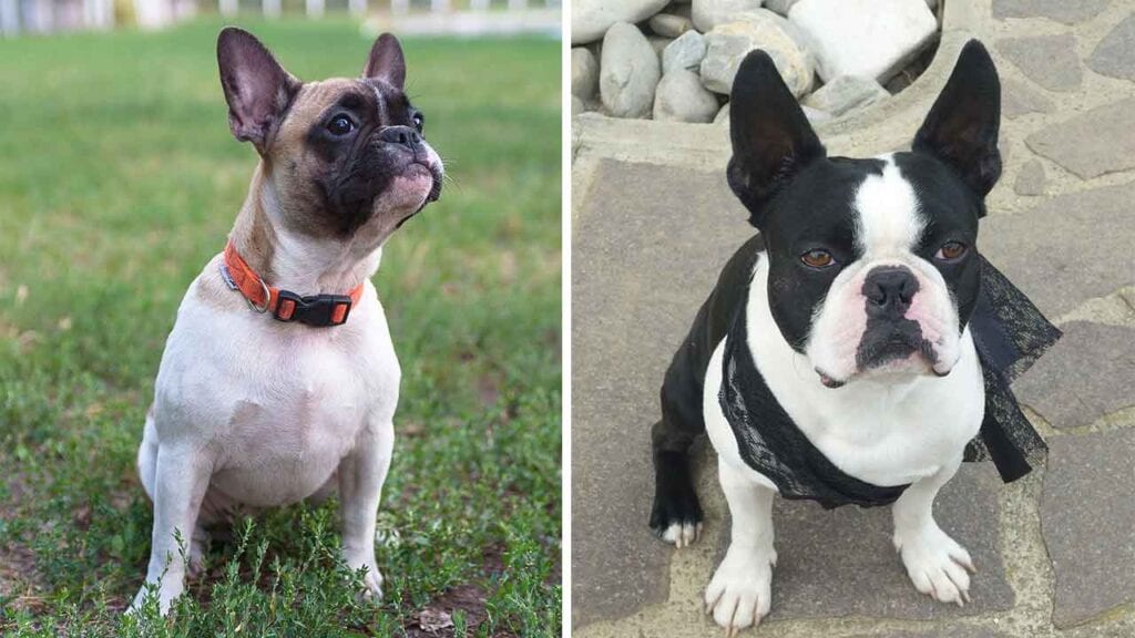Differences French Bulldog Boston Terrier