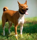 Dog Breeds Bark Little Basenji