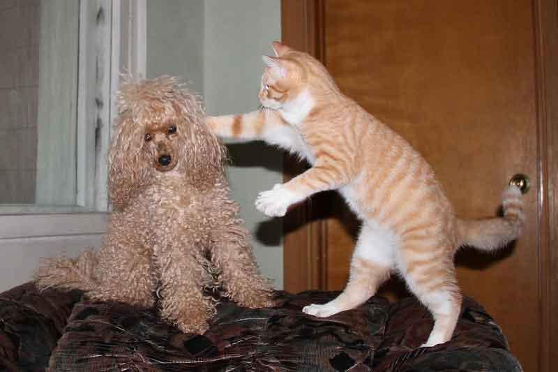 10 Dogs Breeds That Are Good With Cats Pets Feed