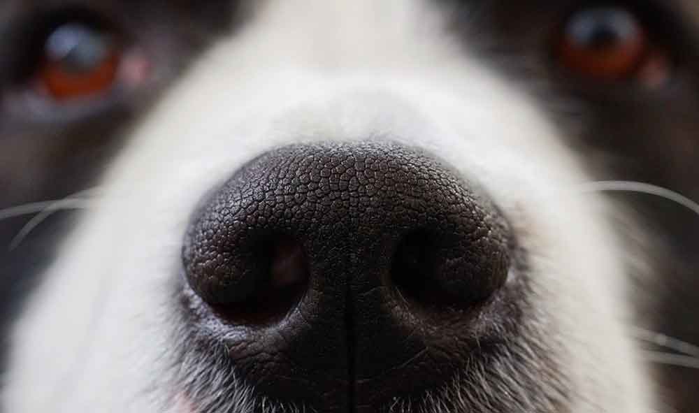Dog Breeds Smell 