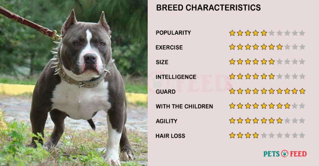 Dog-characteristics-American-Bully
