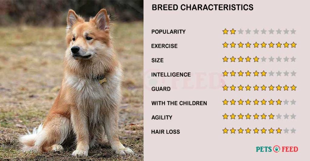Dog-characteristics-Icelandic-Sheepdog