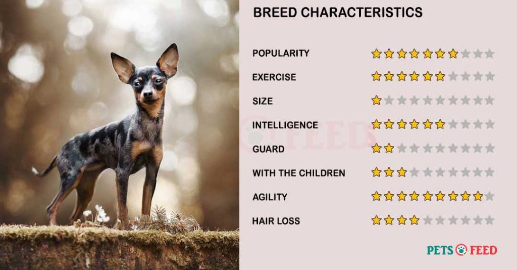 Dog-characteristics-Russian-Toy