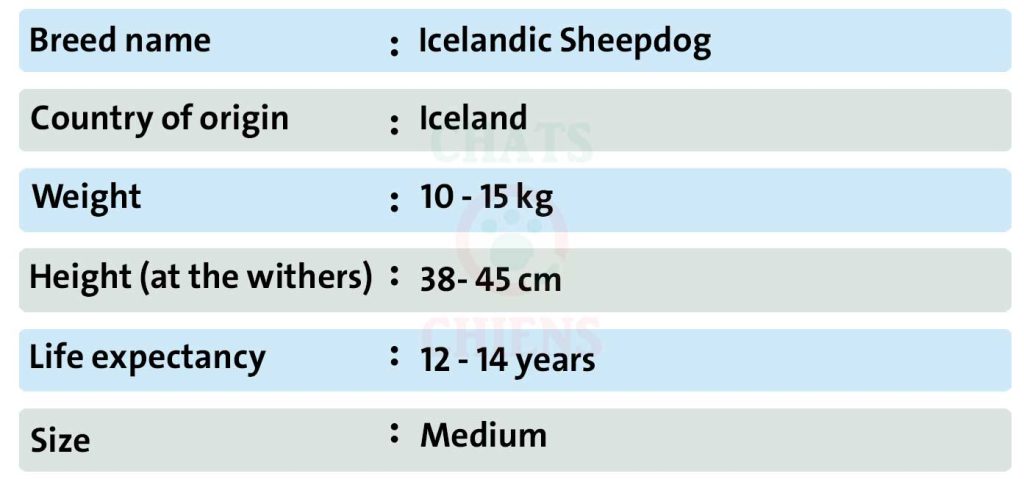 Dog sheet Icelandic Sheepdog