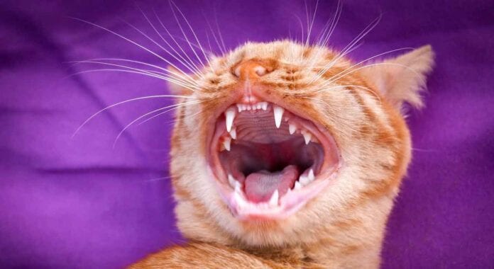 Facts About Cat Teeth