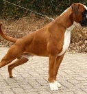 Molosser dogs German Boxer