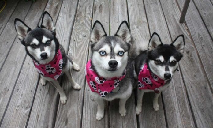 Look Like Husky