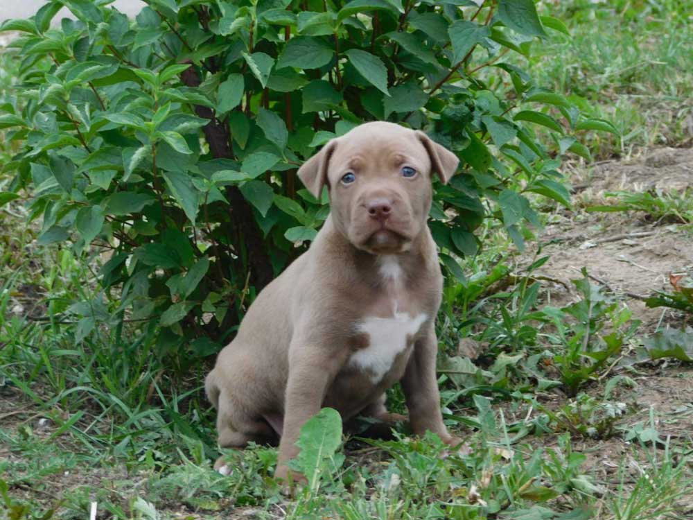 American Pit Bull Puppies puppy