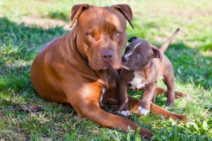 American Pit Bull Puppies Care, Feeding, Education Pets