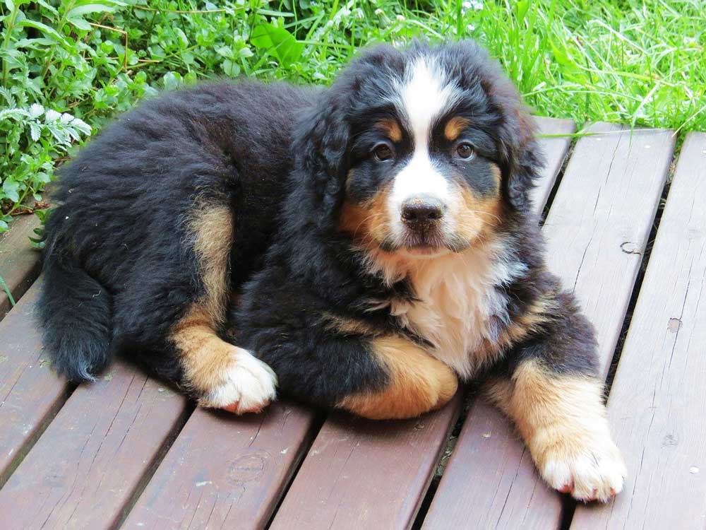 Bernese Mountain Dog Puppies Care And Education Pets Feed
