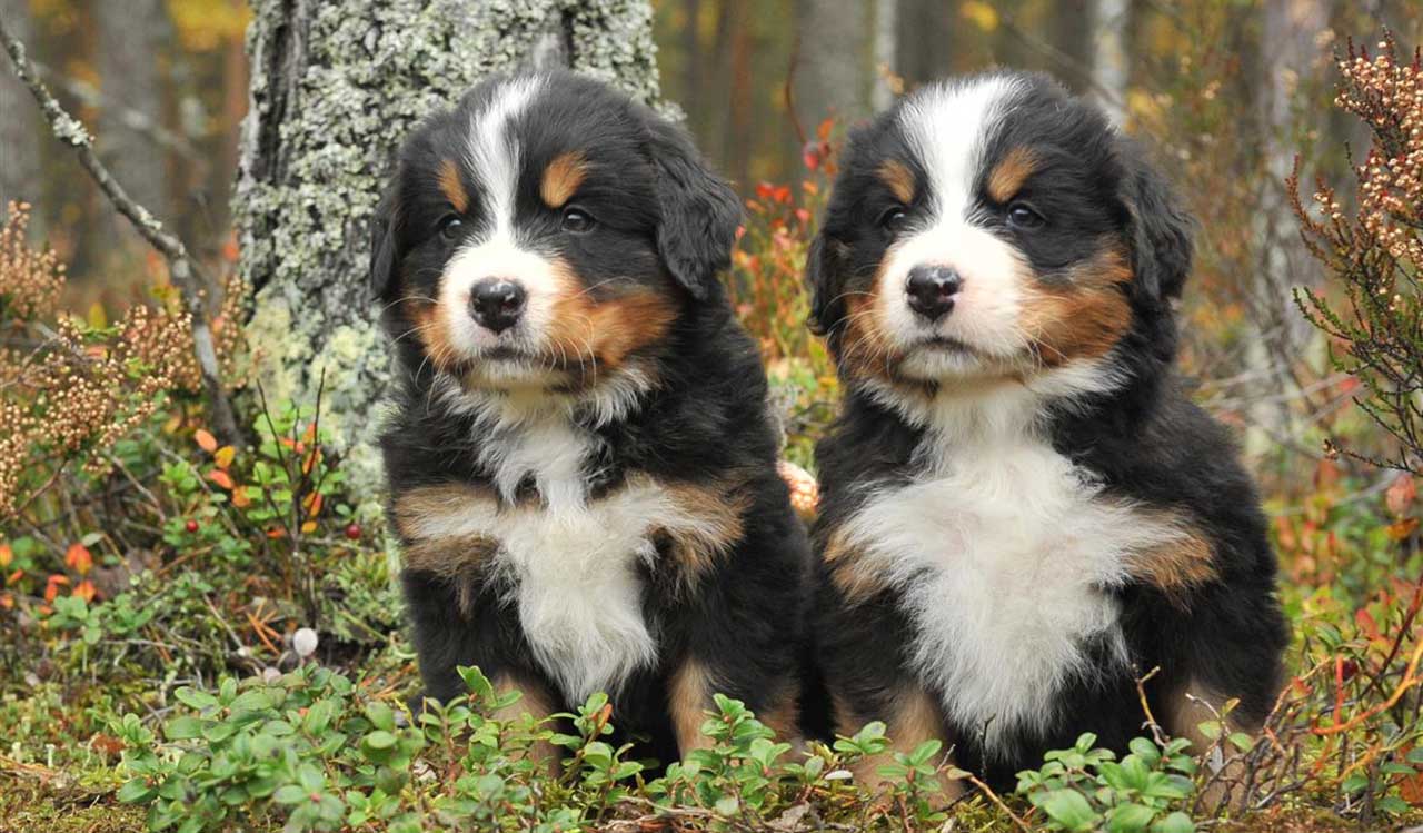 Bernese Mountain Dog puppy Puppies