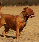 Big dog breeds Dogue de Bordeaux
