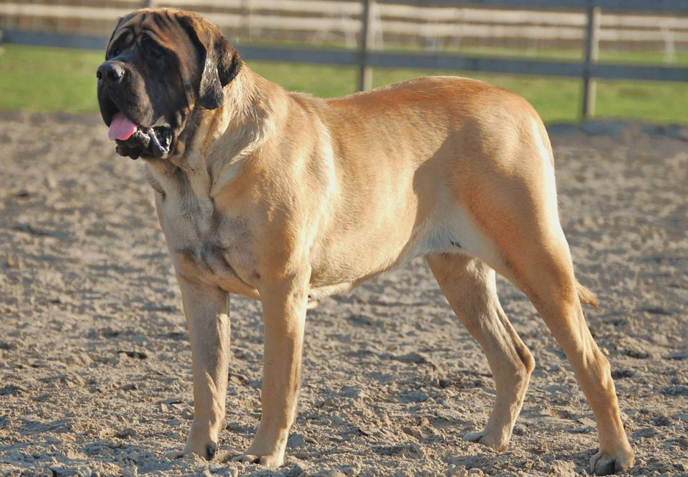 Big dog breeds English Mastiff