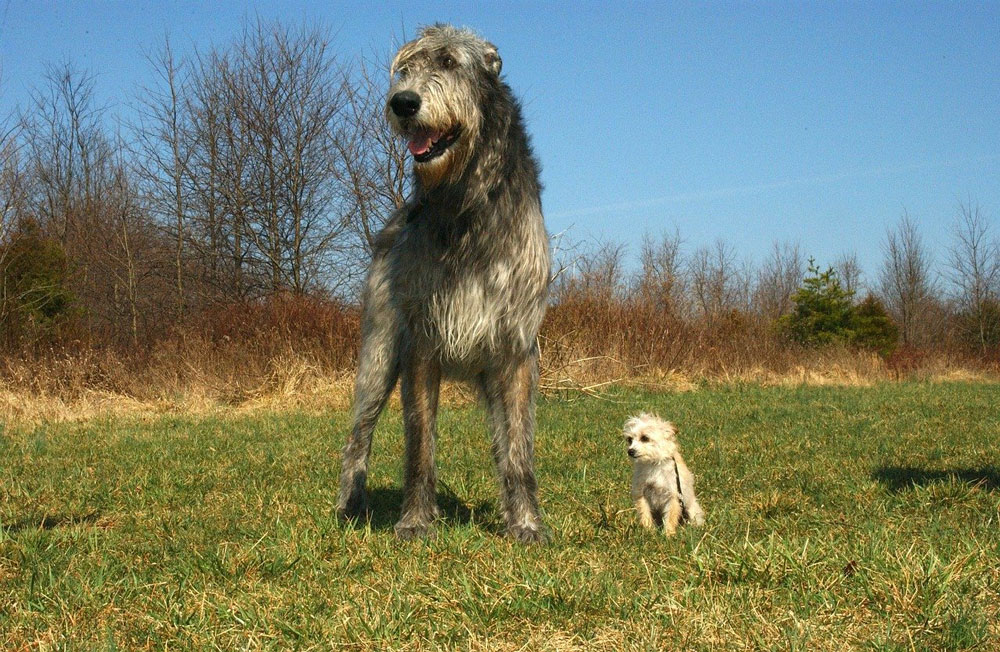 Big dog breeds Irish wolfhound