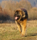 Big dog breeds Leonberger