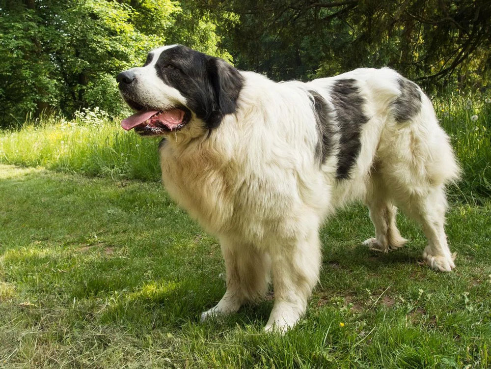 Big dog breeds Pyrenean Mastiff
