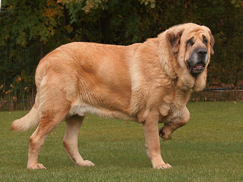 Big dog breeds Spanish Mastiff